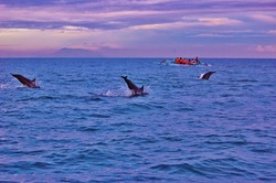 Springende Delphine an der Küste von Bali 