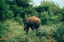Ein Elefant in Udawalawe Nationalpark in Sri Lanka