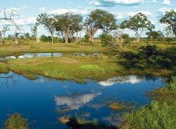 Ein großer Teich mit Bäumen im Hintergrund in Botswana