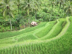 Die Reisfelder in Ubud