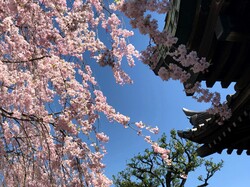 Ein Tempel in Japan zur Zeit der Kirschblüte