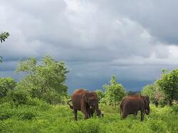 Sri Lanka Udawalawe Nationalpark Elefanten