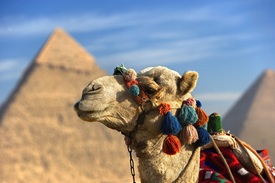 Ein Kamel vor den Pyramiden von Gizeh 