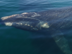 Puerto Madryn / Whalewatching