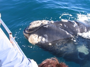 Puerto Madryn / Whalewatching