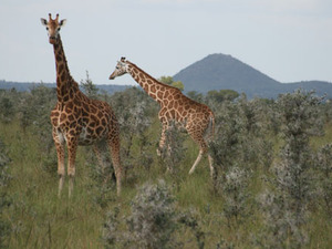 Giraffen beim Victoriasee