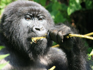 Gorilla-Tracking