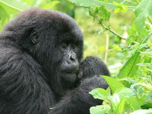 Gorilla-Tracking