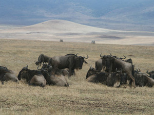 Beim Ngorongoro Krater
