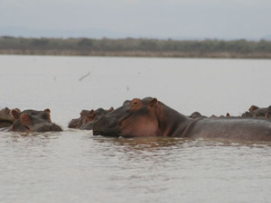 Nilpferde im Victoriasee