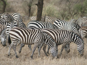 Zebraherde im Serengeti NP