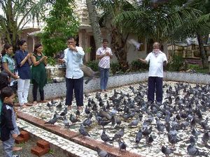 Taubenfütterung am Jaintempel in Cochin