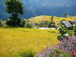 Blühende Felder im Annapurna bei Pokhara