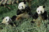 China_Chengdu Pandas_DjoserNL_FOC