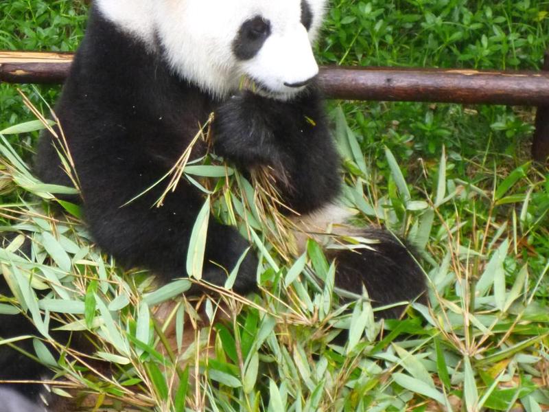 In Chengdu im Panda-Forschungszentrum
