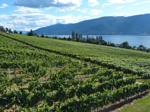 Weinbau im Okanagan Valley