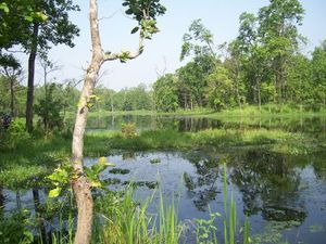 Feuchtgebiet '20.000 Lakes' im Chitwan Nationalpark