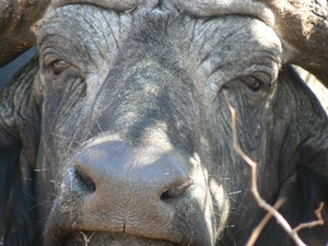 Krüger Nationalpark - Büffel