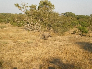Krüger Nationalpark - junges Nashorn 