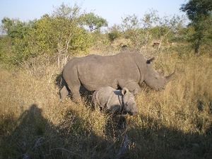 Krüger Nationalpark - Nashorn Familie