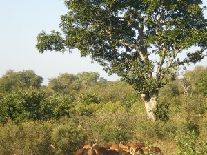 Krüger Nationalpark - Impalas 
