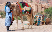 Marokko Wüste Kamel