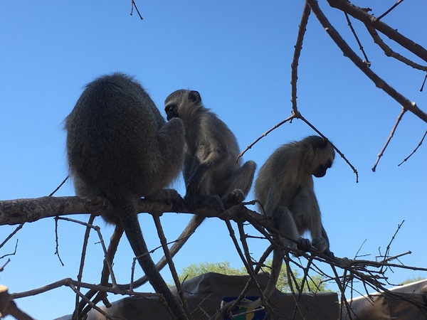 Affen im Krüger National Park