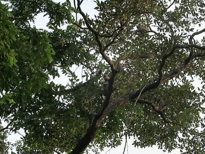 Wildes Treiben in den Baumwipfeln: Hanuman-Languren