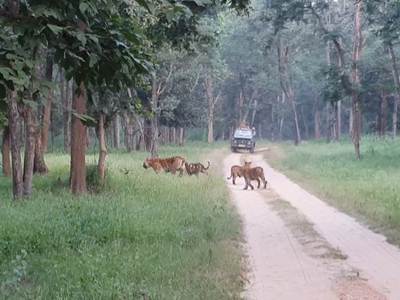 Im Pench Nationalpark: Tigerin Collarwali mit Jungen