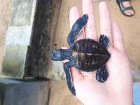 Sri Lanka Galle Schildkröte