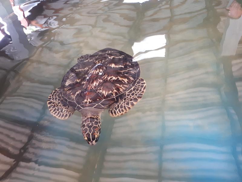 Besuch der Schildkrötenfarm in Galle 