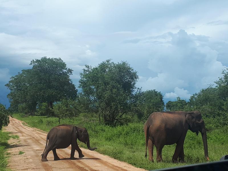 Udawalawe Nationalpark – Elefanten Safari im wunderschönen Sri Lanka