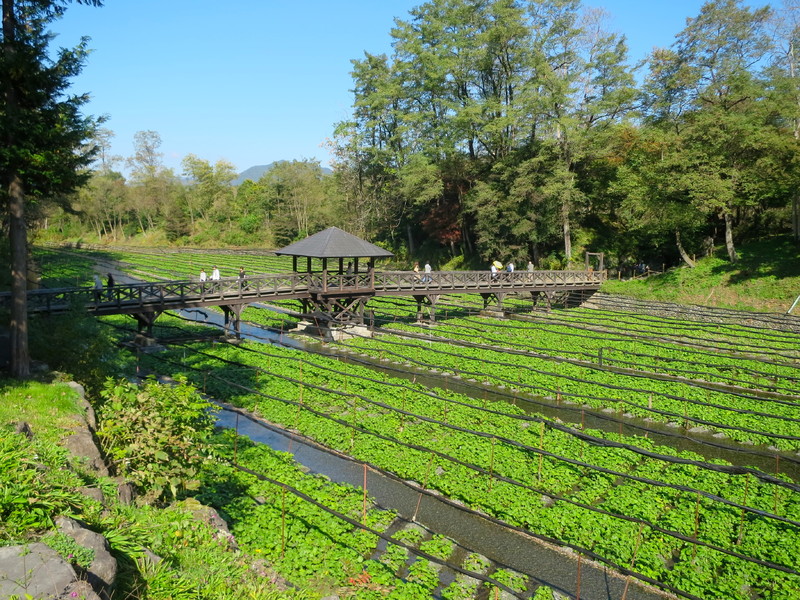 Japan: Besuch einer Wasabi-Farm