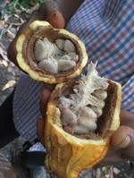 Costa Rica_BriBri_Kakao Frucht