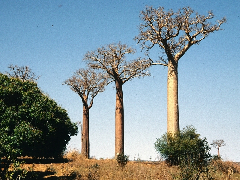 Der Spiny Forest in Madagaskar