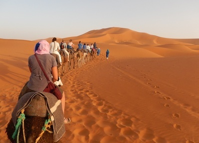 Marokko Kamele