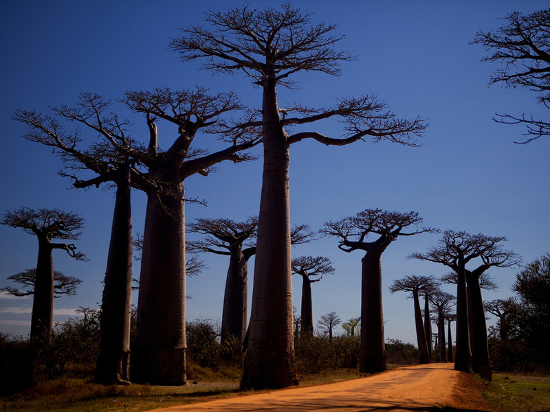 Der Baobab-Baum - Madagaskars Nationalbaum