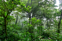 Bäume und Sträucher im mystischen Nebelwald von Monteverde