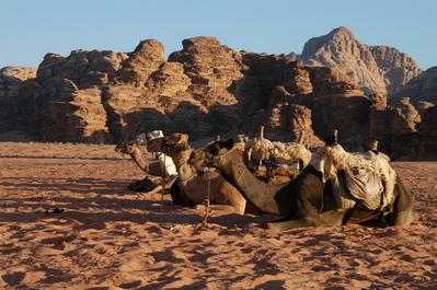 Jordanien Wadi Rum Kamele