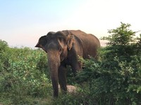 Djoser_Sri Lanka_Udawalawe_Elefant_FOC