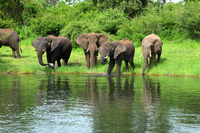 Djoser_Botswana_ChobeNP_Elephants_Water_NL_FOC