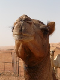 Djoser_Oman_Wahiba-Wüste_Kamel(1)_LOE_FOC