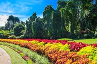 Djoser_Sri Lanka_Peradeniya_Botanical Garden_AG NKAR_FOC