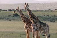 Nationalpark, Giraffe, Natur, Safari