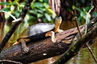 Überall im Park lassen sich Schildkröten entdecken.
