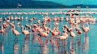 Djoser_Kenia_Lake Nakuru_Flamingos_pixabay_foc