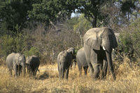 Djoser_Simbabwe_Elephants_NL(FOC)