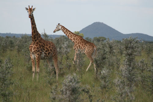 Giraffen beim Victoriasee