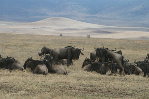 Beim Ngorongoro Krater