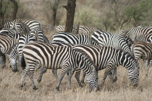 Zebraherde im Serengeti NP